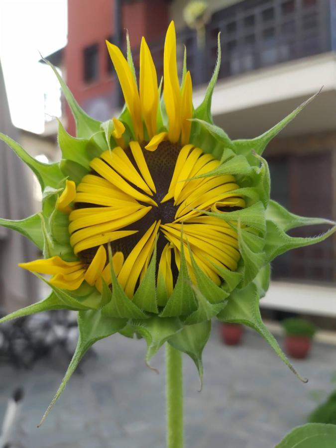 Helianthus Guesthouse Đảo Amolianí Ngoại thất bức ảnh