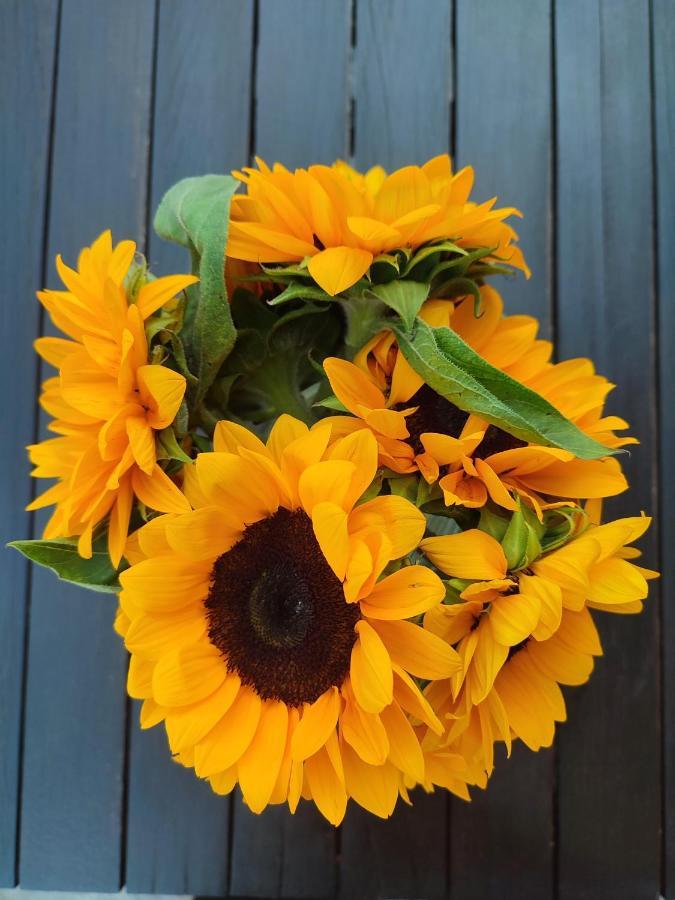Helianthus Guesthouse Đảo Amolianí Ngoại thất bức ảnh